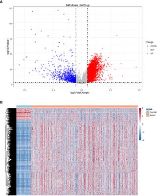 Tumor purity–associated genes influence hepatocellular carcinoma prognosis and tumor microenvironment